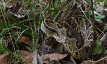 Living Zoology Herping GIF - Living Zoology Herping Snake GIFs