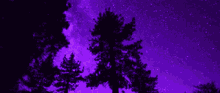 a tree silhouetted against a purple sky with stars