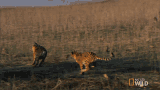 Running Tigers Cubs Will Be Cubs GIF - Running Tigers Cubs Will Be Cubs Secret Life Of Tigers GIFs