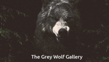 Awardcodewolf Greywolfgallery GIF - Awardcodewolf Greywolfgallery GIFs