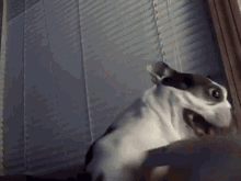 Give To Me Now GIF - Dogs Wave High Five GIFs