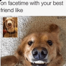 a picture of a dog with a caption on facetime with your best friend like