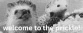 two hedgehogs with the words welcome to the prickle