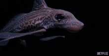 fish swimming dark underwater ocean