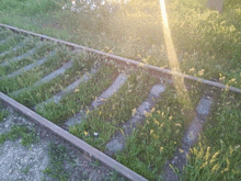 a train track is surrounded by grass and flowers