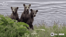 When You Get Caught Spying GIF - Bears Cubs Uh Oh GIFs