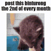 a picture of a bear cub eating a piece of food with the words post this binturong the 2nd of every month