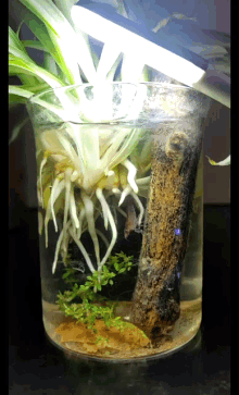Shrimp Ecosystem GIF - Shrimp Ecosystem Plant GIFs