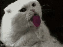 Cat Lick GIF - Cat Lick Cute GIFs