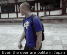 adorable kind animal japan polite