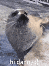 a seal with its mouth open and the words hi danny above it