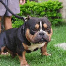 a small black and brown dog is standing in the grass .