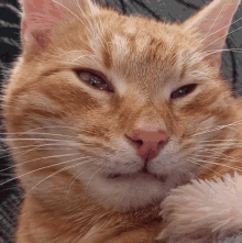 Cat Squint GIF - Cat Squint Squinty Eyes GIFs