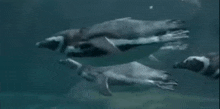 a group of penguins are swimming together in the ocean