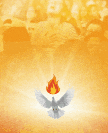 shalom selamat datang dan selamat beribadah ntc solid ministry with a white dove