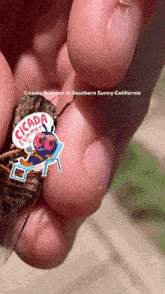 Van Duzee'S Cicada Crystal Cove State Park GIF - Van Duzee'S Cicada Cicada Crystal Cove State Park GIFs