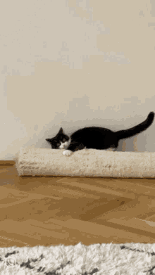 Hurry Cat GIF - Hurry Cat Run GIFs