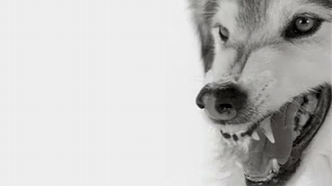 Wolf Wolves GIF - Wolf Wolves Fangs GIFs
