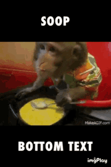 Monkey Eating GIF - Monkey Eating Soup GIFs