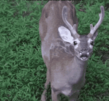 Deer In The Headlights GIFs | Tenor