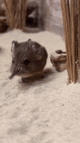 a small animal with a long nose is walking on the sand