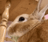 a close up of a rabbit sitting under a table