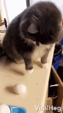 cat throwing egg viralhog cat launches egg across the kitchen i dont like this yeeted