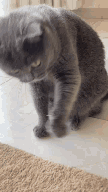 Cat Play GIF - Cat Play GIFs