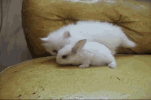 bunny kitten