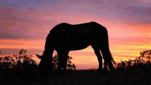 Snack GIF - Horse Horses Equine GIFs