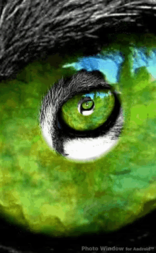 Wolf Eye GIF - Wolf Eye Gif GIFs