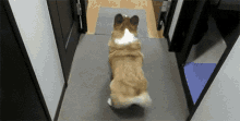 Corgi Dog GIF - Corgi Dog Booty Shake GIFs