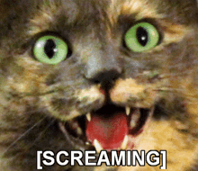 Screaming Cat GIF - Screaming Cat Triggered GIFs
