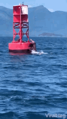 Jump On Buoy Seal GIF - Jump On Buoy Seal Jump - Discover & Share GIFs