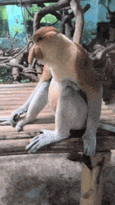 a monkey is sitting on a wooden bench