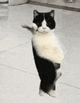 Cat Dancing Gif Dancing Cat GIF