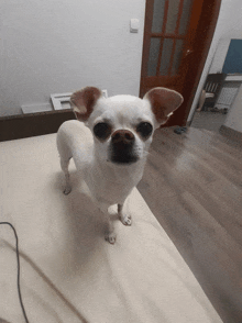 a small white dog is standing on a bed and looking at the camera