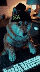 a dog wearing a hat that says dea