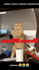 a cat standing on its hind legs next to a pig that says " help "