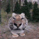 a close up of a tiger 's face in a forest .