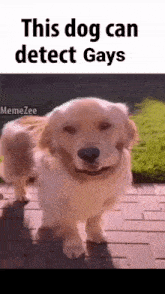 This Dog Can Detect Gays Dog Backing Up GIF - This Dog Can Detect Gays Dog Backing Up GIFs