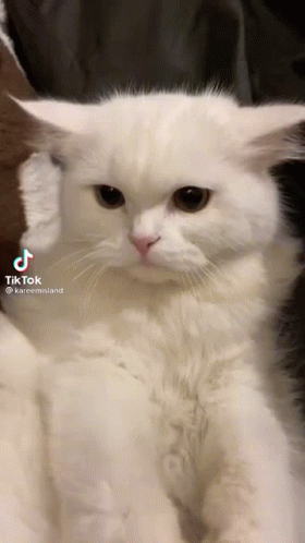 ct gif