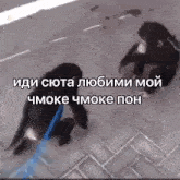 two chimpanzees walking on a leash with a caption in a foreign language