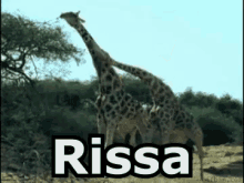 Rissa Combattere Litigare Giraffe GIF - Fight Battle Fight Over GIFs