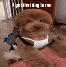 Got That Dog In Me Doggy GIF - Got That Dog In Me Dog In Me Doggy GIFs