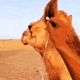 a person putting ear buds on a camel 's ears