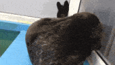 a seal is laying on a blue surface and looking out the window