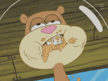 Sandy Eating GIF - Sandy Spongebob Eating GIFs