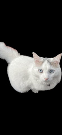 Chat Cat GIF - Chat Cat Chat Blanc GIFs