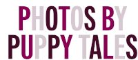 Photos By Puppy Tales Puppytalesphotos Sticker - Photos By Puppy Tales Puppytalesphotos Puppytales Stickers